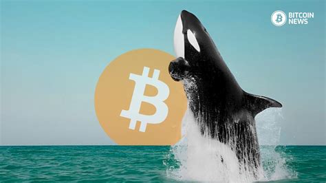 Bitcoin Whales Accumulation Of 3 400 BTC