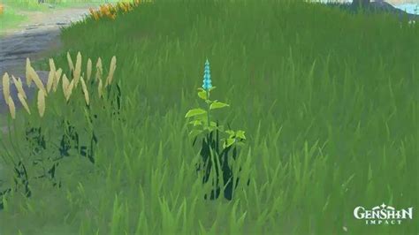 Genshin Impact: Мята — где купить и найти (карта). Где найти мяту в ...