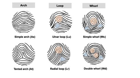 Fingerprint Patterns Are Linked To Limb Development Genes