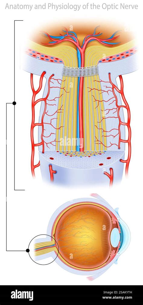 Representation with two images on the optic nerve, which transmits ...