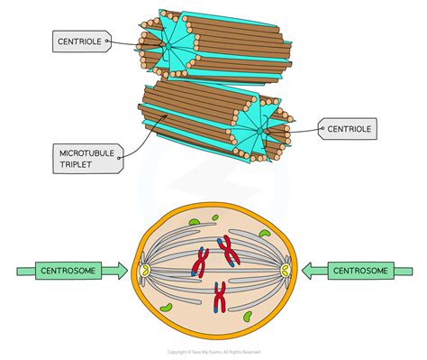 eukaryotic cell structures functions cie  biology revision notes