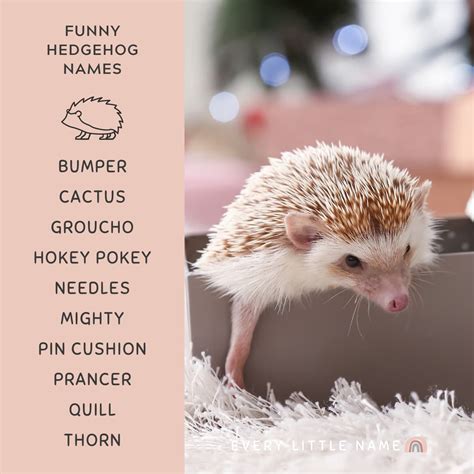 170 Best Hedgehog Names Cute Funny And Classic Every Little Name