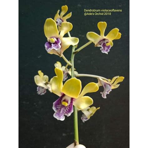 Jual Anggrek Besi Dendrobium Violaceoflavens Shopee Indonesia