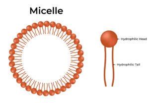 micelle hydrophilic head  hydrophilic graphic   ashik creative