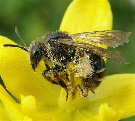 Yellow Loosestrife Bee Bee Solitary Bees Species