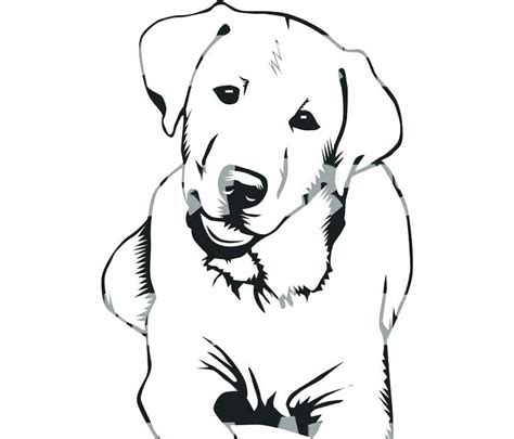 Black Lab Coloring Page Images And Photos Finder