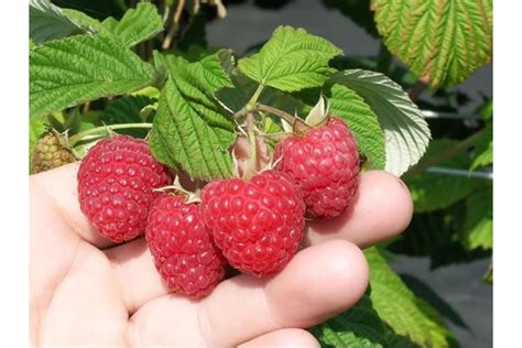 Саженец Малины Солнышко