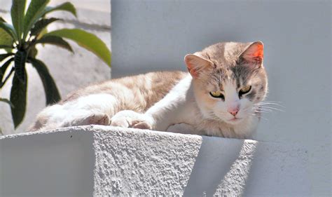 Desparasitaci N En Gatos Interna Y Externa Tipos Y S Ntomas