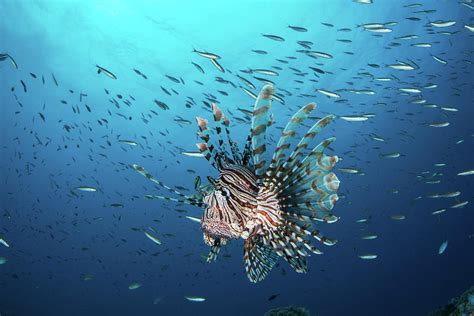 A Lionfish In The Pacific Ocean Photograph By Brook Peterson Fine Art