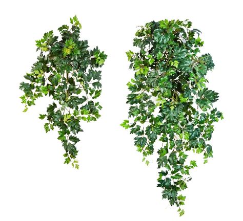 Циссус ампельный - купить на firstgreen.by с доставкой по Минску