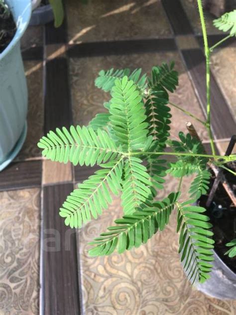 Мимоза стыдливая растение. Отличный подарок, в наличии. Цена: 300₽ во ...