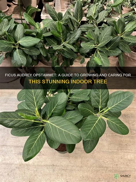 Ficus Audrey Opstammet A Guide To Growing And Caring For This Stunning Indoor Tree Shuncy