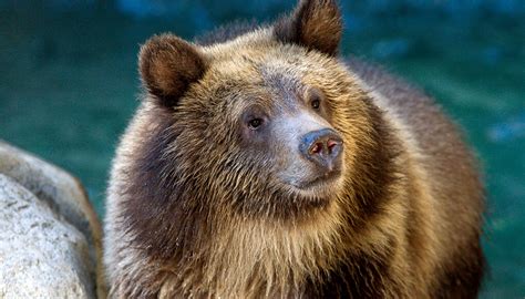 grizzly bear habitat  kids