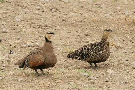 Bobhogeveen Nl Kenia Tanzania 2009 Vogels 560 Zandhoen2 900