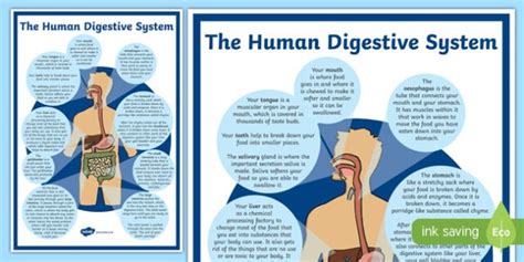 Human Digestive System A4 Display Poster A4 Display Poster