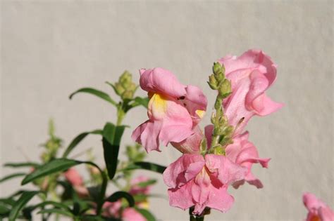 Snapdragon Snapdragons Blossom - Free photo on Pixabay - Pixabay