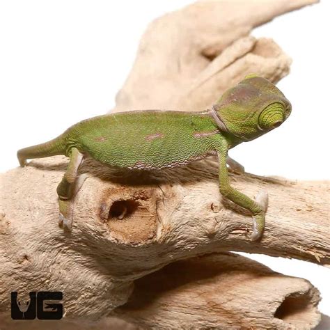2 – 3 Inch Veiled Chameleons (Chamaeleo calyptratus) For Sale