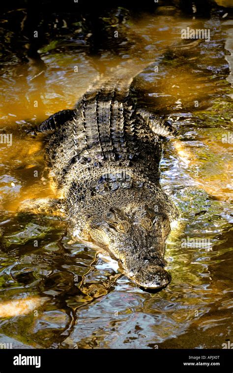 Salt Water Crocodile Swimming Stock Photo - Alamy