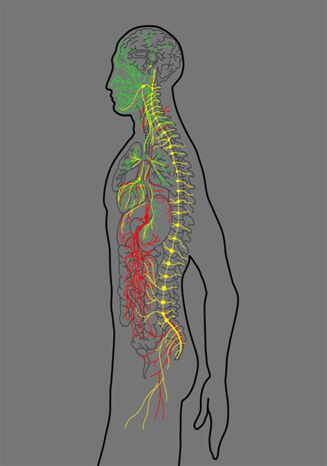 Why Is The Vagus Nerve Important To Your Health Michael Westgate