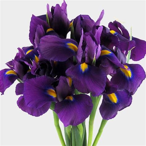 Iris Purple - Wholesale - Blooms By The Box