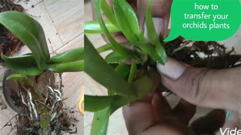 Orchids Propagation From Steam Youtube