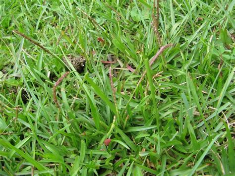 How To Get Rid Of Centipede Grass In Bermuda Storables