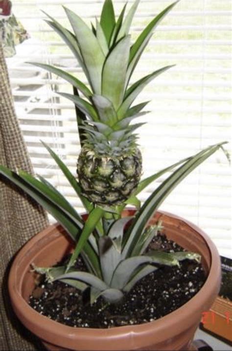 How To Grow A Pineapple At Home GardeningLeave