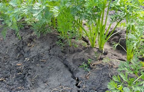 Эта недорогая смесь спасает от морковной мухи уже 20 лет подряд ...