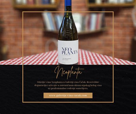 Domaće Belo Vino Neoplanta Autentičan Srpski Užitak • GvČ
