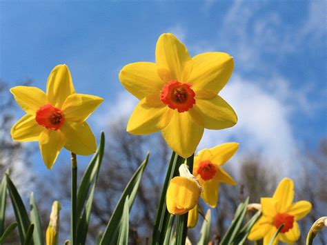 Narcissus Blooming With Symbolism And Secrets Petal Republic