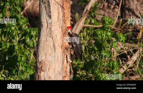 Woodpecker Eating Insects Stock Videos And Footage Hd And 4k Video