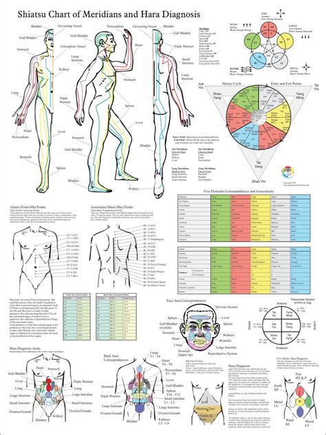 Shiatsu Chart of Acupuncture Meridians and Hara Diagnosis | Etsy