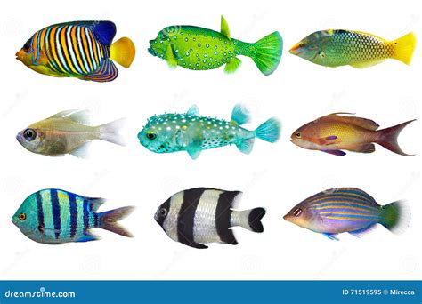 Grupo De Peixes - Grupo De Nr Do Mar 3- Peixes Do Recife No Fundo Branco Imagem de Stock ...