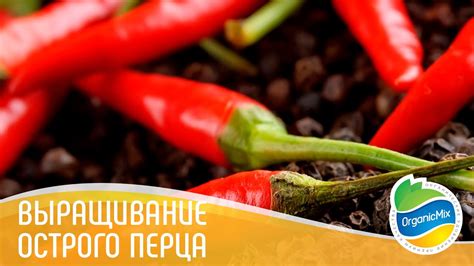 Выращивание перца / Острый перец / Микс как посадить перец/ Удобрения ...