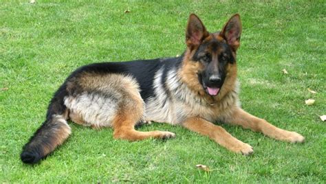 The German Shepherd Life Span And All You Need To Know K9 Web