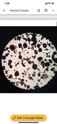 bio lab practical one Flashcards | Quizlet