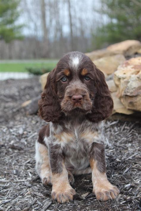 Springer Spaniel Puppies Artofit