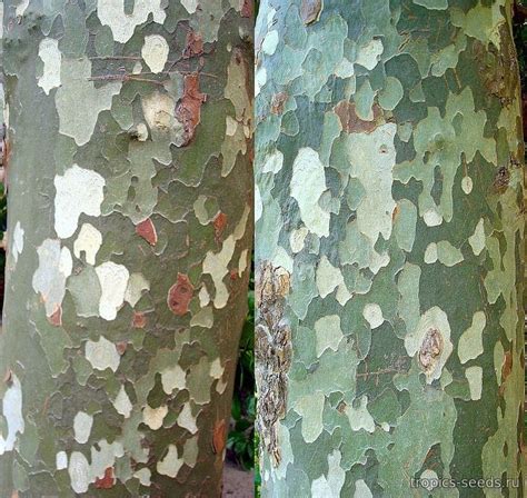 Платан Западный (Platanus occidentalis): купить 5 семян с доставкой на ...