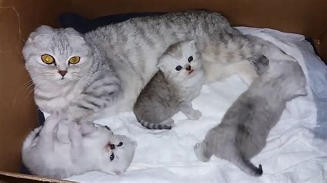 КОТЯТАМ 3 НЕДЕЛИ 😻 МАМА КОШКА И МИЛЫЕ КОТЯТА МЯУКАЮТ 🐱 ГОВОРЯЩИЕ КОТЫ ...