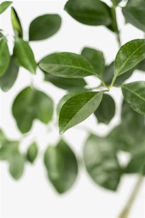 orange navel tree 13