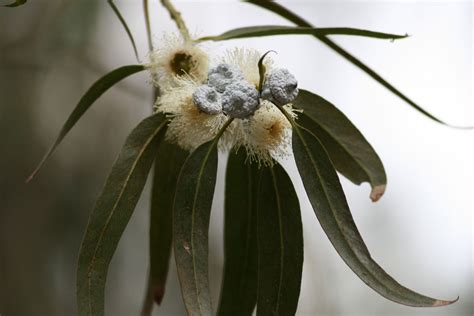 Eucalyptus Globulus Tasmanian Blue Gum Cultivated Australian