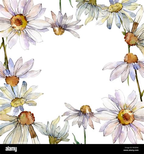 White Daisy Floral Botanical Flower Watercolor Background Illustration