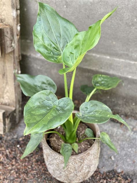 Alocasia cucullata - Jungle Boogie