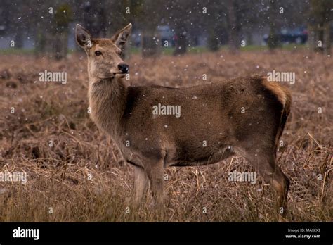 Red Deer Staring Into The Distance Stock Photo Alamy