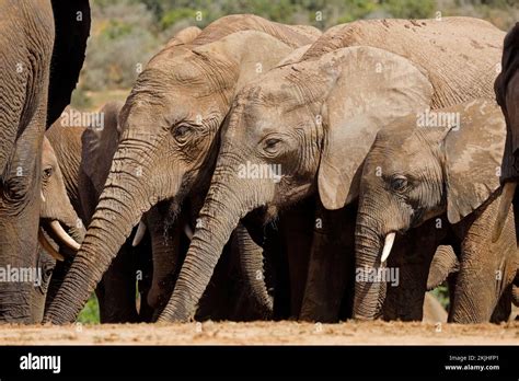 African Elephants Loxodonta Africana Drinking Water Addo Elephant National Park South Africa