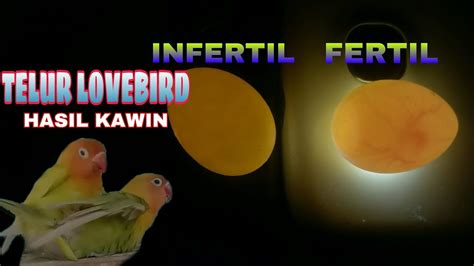 Cara Mudah Membedakan Telur Lovebird Fertil Dan Infertil YouTube