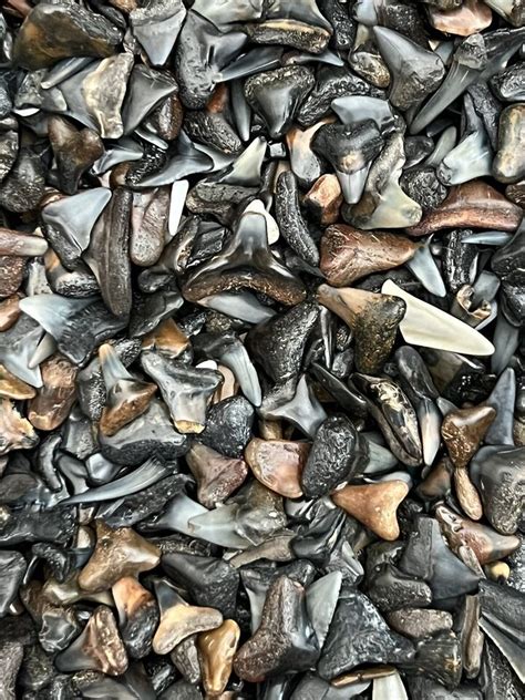Shark Teeth Fossils for sale | eBay