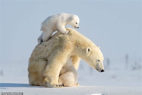 Adorable polar bear cub clambers up his mother's back before losing his ...