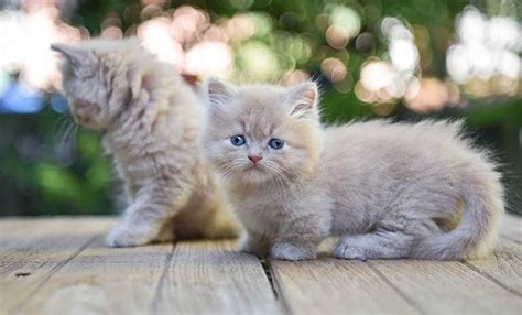 Anak Kucing Parsi Untuk Dijual 2020