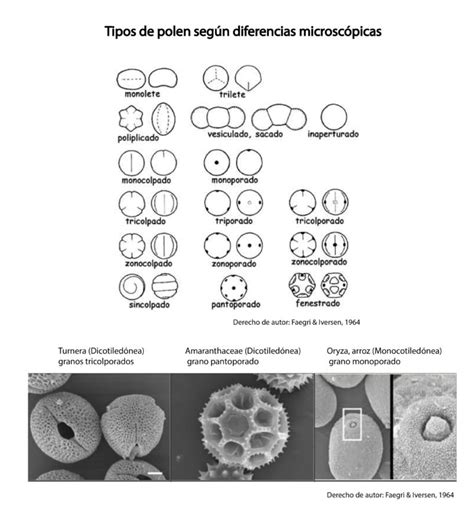 Tipos De Polen Polen Y Miel